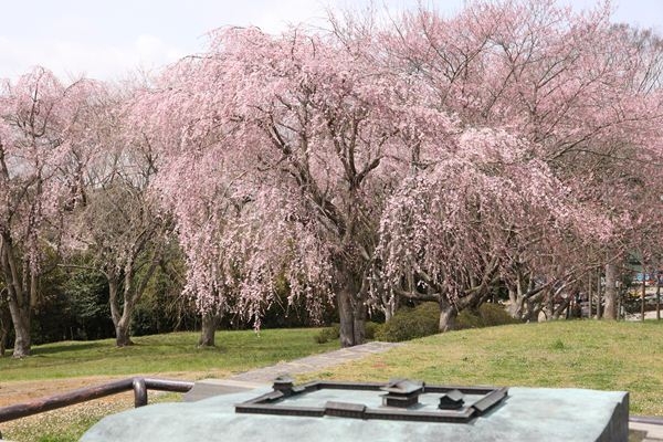 多賀城政庁跡の桜のサムネイル