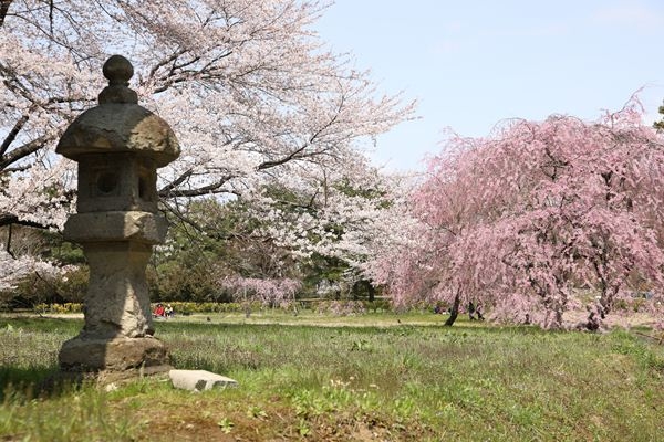 六月坂の桜のサムネイル